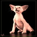 Фотография Насона Валеры