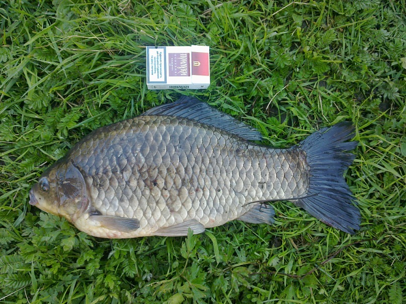 Женя Пась фотография #27