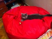 Роман Вабіщевич фотография #5 (источник - https://vk.com/id2269585)