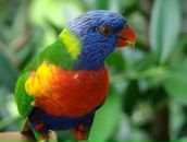 Фотография Романтика Новыя