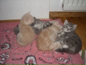 Софія Лицур фотография #47 (источник - https://vk.com/id39724621)