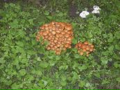 Ралука Каплеску фотография #8 (источник - https://vk.com/id69611341)