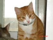 Фотография Roma Helena