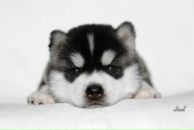 Фотография Петраковой Анастасии