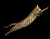 Фотография Калиниченко Алины