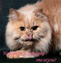 Фотография Рыжий Кот