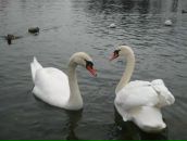 Фотография Ильяшенко Виктории