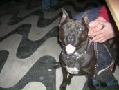 Sercan Afacan фотография #4 (источник - https://vk.com/id53824928)