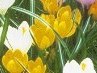 Іванка Олійник фотография #24 (источник - https://vk.com/id135904194)