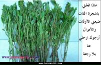 Abdullah Gamil фотография #25 (источник - https://vk.com/id516544)