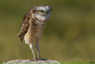 Максим Астафьев фотография #11 (источник - https://vk.com/id81487)