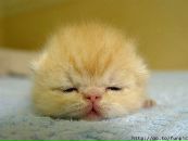 Святослав Лаврів фотография #17 (источник - https://vk.com/id99888251)