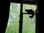 Фотография Osman Joby