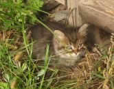 Фотография Чарыкова Сергея