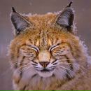 Фотография Ruch Ketalina