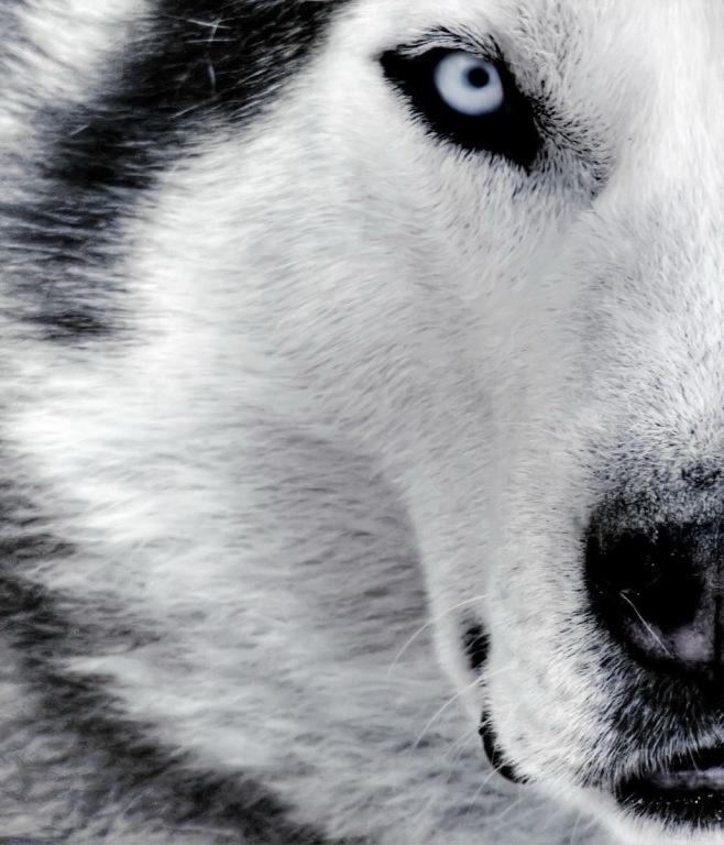 Wolf 63rus фотография #50