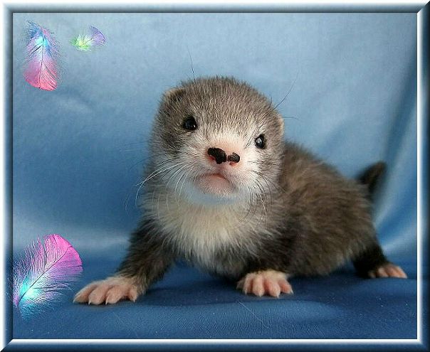 №9, Nadezhda Favourite Ferret, Красноярск №9, Nadezhda Favourite Ferret, Красноярск