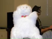 Артур Шмидт фотография #3 (источник - https://vk.com/id3767569)