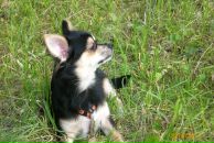 Разбитое Сердце фотография #37 (источник - https://vk.com/id611602)