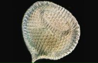 Антон Филь фотография #13 (источник - https://vk.com/id1657549)