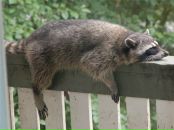 Иван Ковчегов фотография #17 (источник - https://vk.com/id430968)