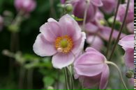 Ігор Забора фотография #44 (источник - https://vk.com/id4502120)