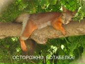 Фотография Вознесенской Анастасии