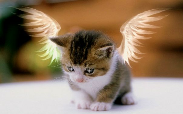 №18, Снежана Мездрина №18, Снежана Мездрина