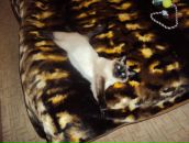 Фотография Сыресина Анатолия