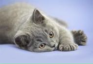 Ігор Коваленко фотография #13 (источник - https://vk.com/id133375161)