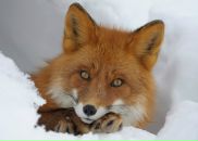 Фотография Цаплина Сергея