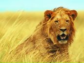 Сергей Линев фотография #7 (источник - https://vk.com/id951465)