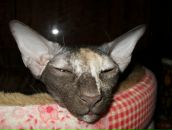 Фотография Листовой Елены