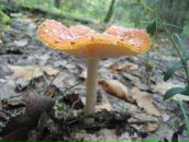 Фотография Тонких Татьяны