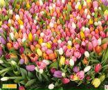 Фотография Бородиной Веры