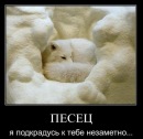 Фотография Песца Всеволода