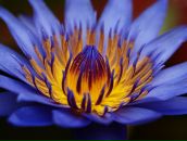 Фотография Веты Анны