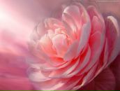 Фотография Шаркуновой Ольги