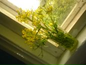 Фотография Максимовой Лианы