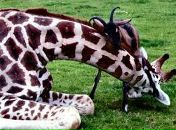 Фотография Франчука Олега