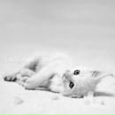 Фотография Шахматовой Натальи