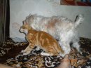 Сергій Штефан фотография #38 (источник - https://vk.com/id32285263)