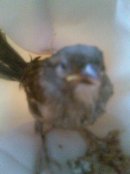 Ня Ау фотография #16 (источник - https://vk.com/id4889557)