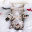 Асиф Зардари фотография #25 (источник - https://vk.com/id42724047)