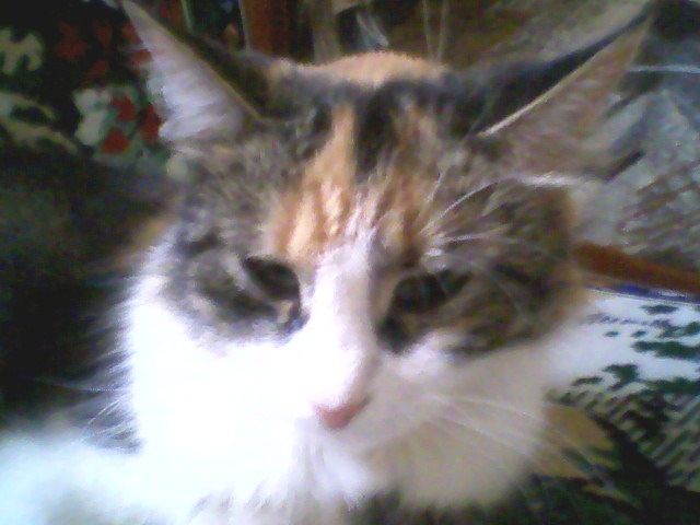 Вика Гагарина фотография #17