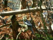 Надія Кисіль фотография #30 (источник - https://vk.com/id136048238)