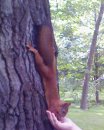 Микили Восточная фотография #3 (источник - https://vk.com/id36766399)