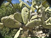 Николай Никифоров фотография #24 (источник - https://vk.com/id1563701)