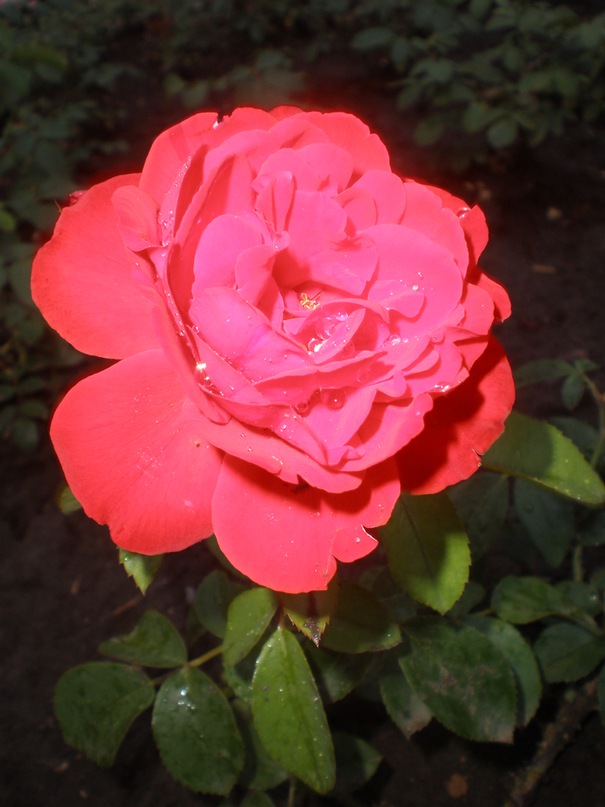 Инна Мартыненко фотография #17