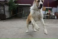 Софья Фе фотография #38 (источник - https://vk.com/id1765062)